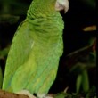 PR_parrot_300px