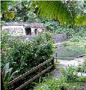 Bano de Oro Trail in El Yunque Rainforest Puerto Rico