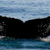 whale watching in puerto rico