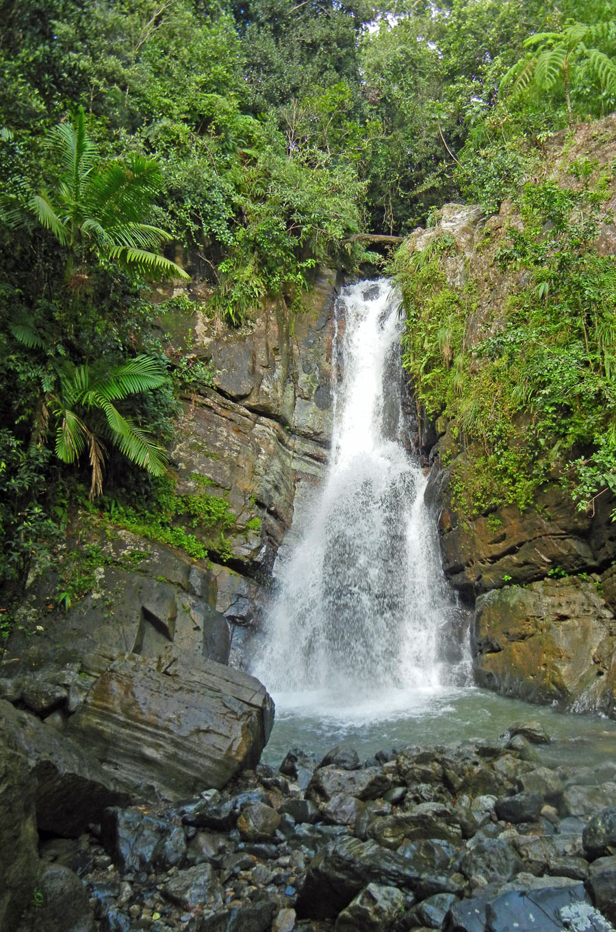 rico puerto yunque mina el falls forest national rainforest solitude waterfall water fall tour east hikes