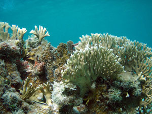 Puerto Rico Snorkeling