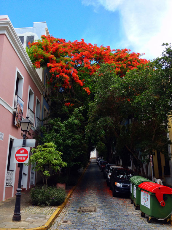 Flamboyan Tree Old San Juan | Discovering Puerto Rico