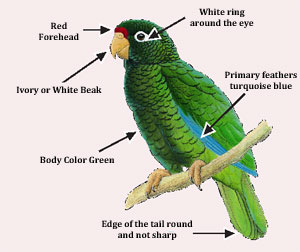 Identify the Puerto Rican Parrot