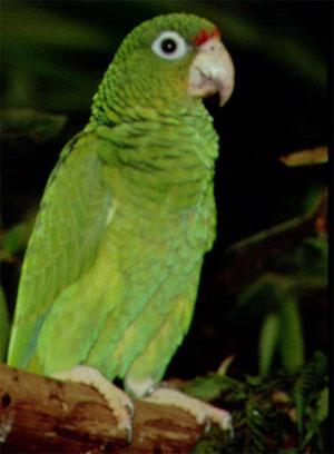 Puerto Rican parrot in El Yunque