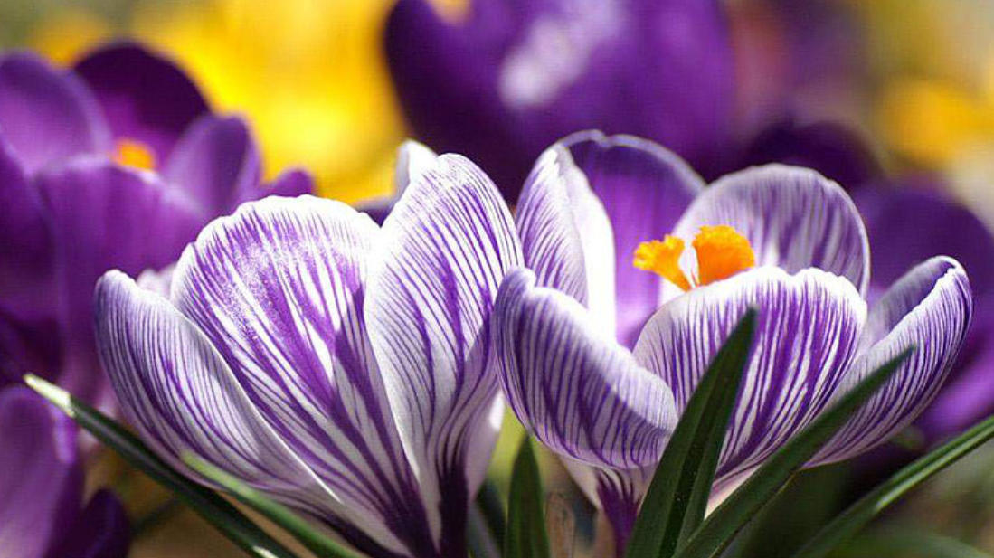 2019 Aibonito Flower Festival Festival de las Flores Discovering