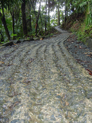 Big Tree Trail El Yunque