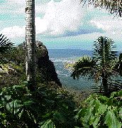 El Yunque Trail in El Yunque Puerto Rico