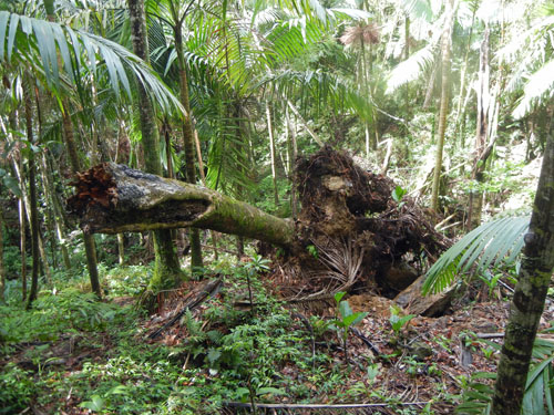 El Yunque Rainforest Puerto Rico
