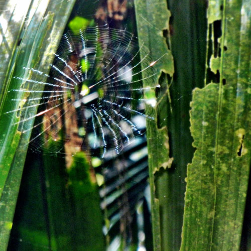 Spider Web El Yunque Rainforest Puerto Rico