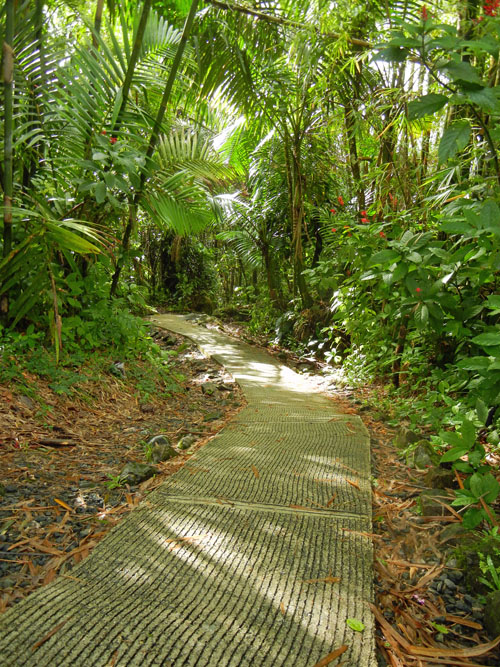El Yunque Rainforest Puerto Rico