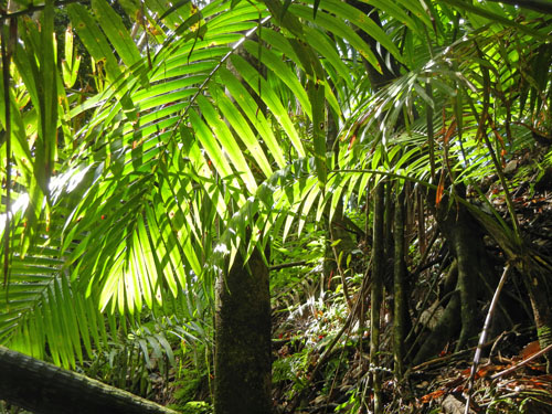 El Yunque Rainforest Puerto Rico