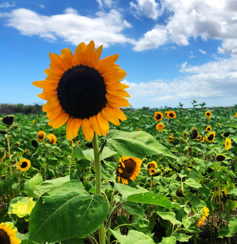 Finca El Girasol - Sunflower Farm, Guanica