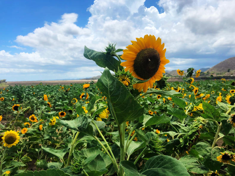 Finca El Girasol - Sunflower Farm, Guanica