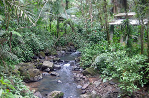 la mina trail in el yunque