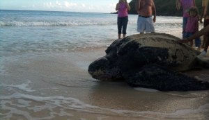 leatherback sea turtle puerto rico