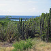 guanica dry forest