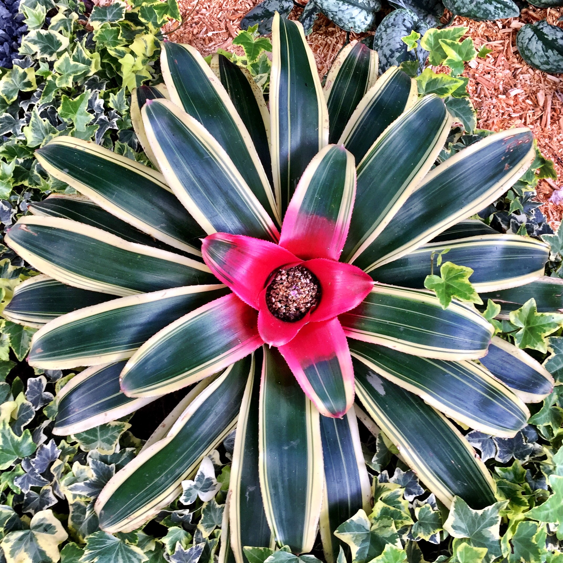 Experience the Magic of the Aibonito Flower Festival
