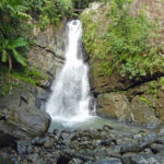 Big Tree Trail El Yunque