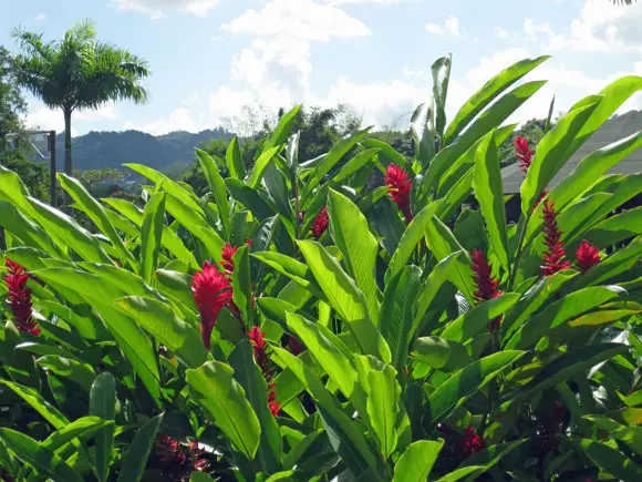 Caguas Botanical Gardens