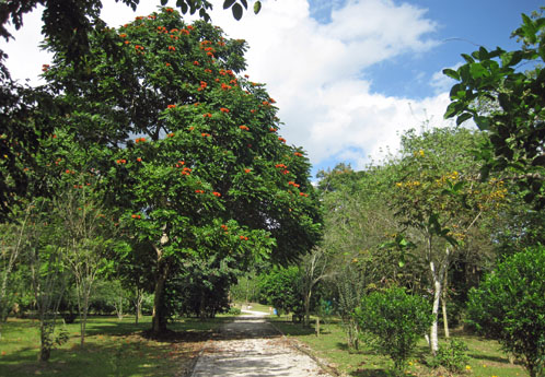 caguas botanical gardens caguas botanical gardens