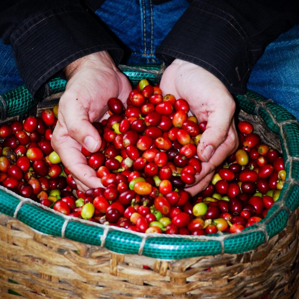 Coffee Lovers’ Paradise: The Best Coffee Festivals in Puerto Rico