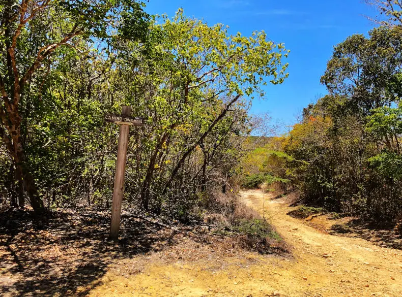Hiking Guánica Dry Forest - Bosque Seco de Guánica