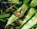 Colourful Butterfly Captured in the El Yunque rainforest