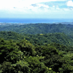 Magic of El Yunque Rainforest
