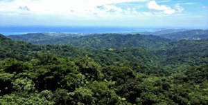 Magic of El Yunque Rainforest