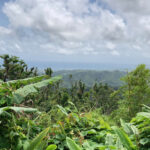 Your Ultimate Guide to El Yunque National Rainforest in Puerto Rico