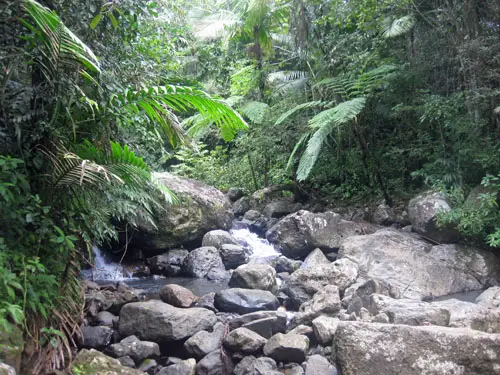 El Yunque Rainforest Puerto Rico El Yunque Rainforest Puerto Rico