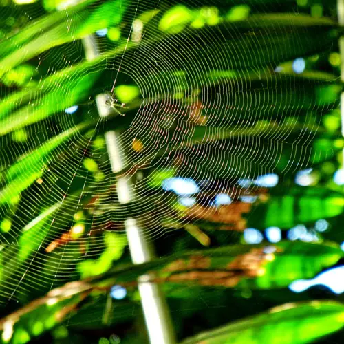 Spider Web El Yunque Rainforest Puerto Rico Spider Web El Yunque Rainforest Puerto Rico