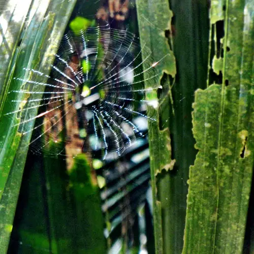 Spider Web El Yunque Rainforest Puerto Rico Spider Web El Yunque Rainforest Puerto Rico
