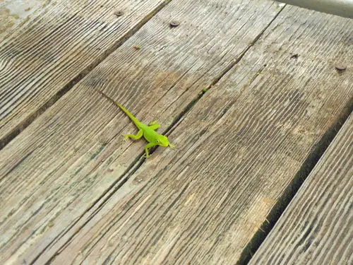 El Yunque Rainforest Puerto Rico Lizard time at El Yunque Rainforest Puerto Rico