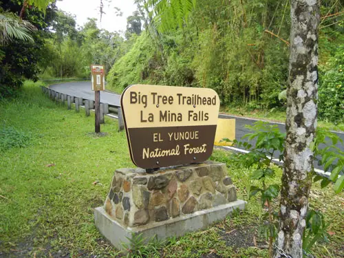 El Yunque Rainforest Puerto Rico El Yunque Rainforest Puerto Rico