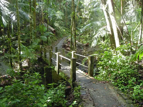 El Yunque Rainforest Puerto Rico El Yunque Rainforest Puerto Rico