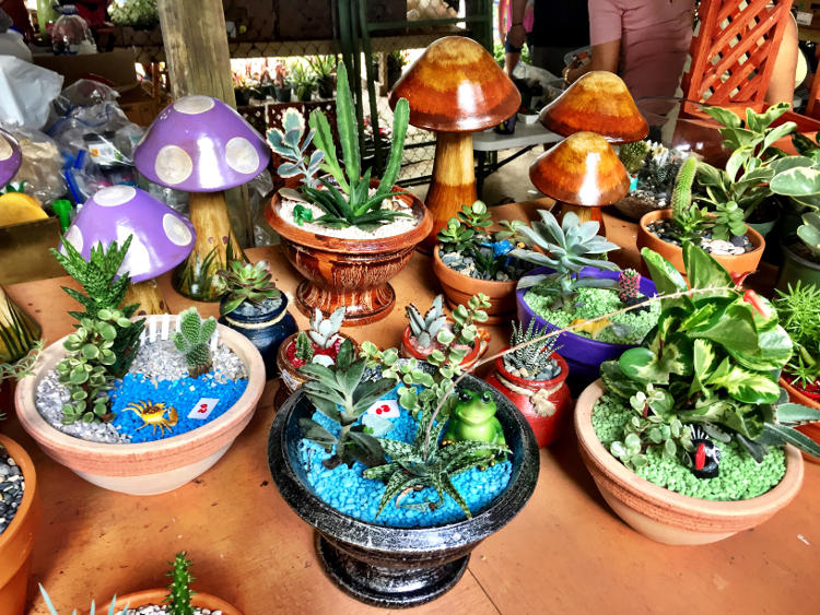 Experience the Magic of the Aibonito Flower Festival