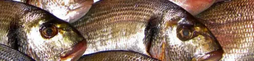 fish and seafood
