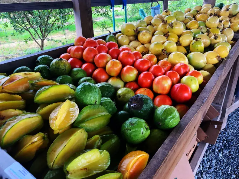 Finca El Girasol - Sunflower Farm, Guanica