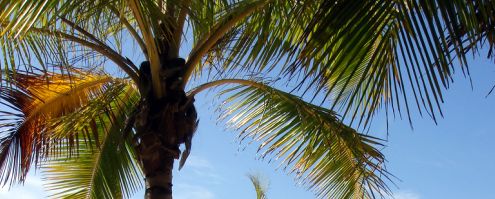 isla verde palm tree
