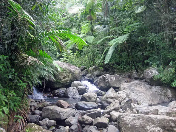 la mina trail in el yunque la mina trail in el yunque