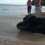 leatherback sea turtle puerto rico
