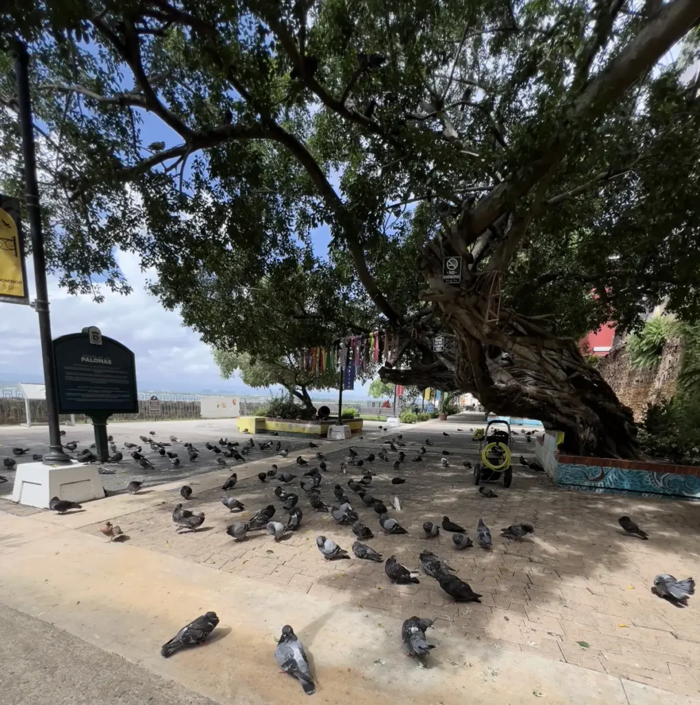 The Magic of Parque de las Palomas