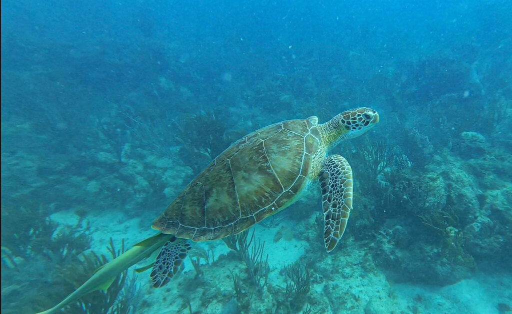 Where to Find the Best Scuba Diving in Puerto Rico