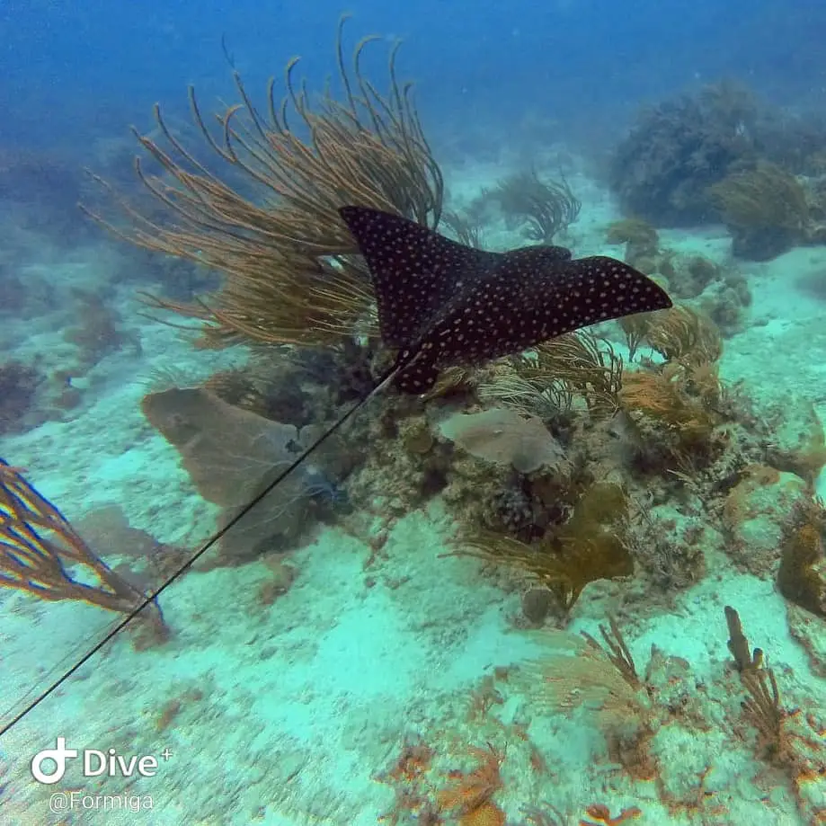 Where to Find the Best Scuba Diving in Puerto Rico