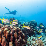 Where to Find the Best Scuba Diving in Puerto Rico