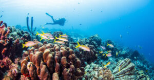 Where to Find the Best Scuba Diving in Puerto Rico