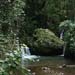 Maricao Forest