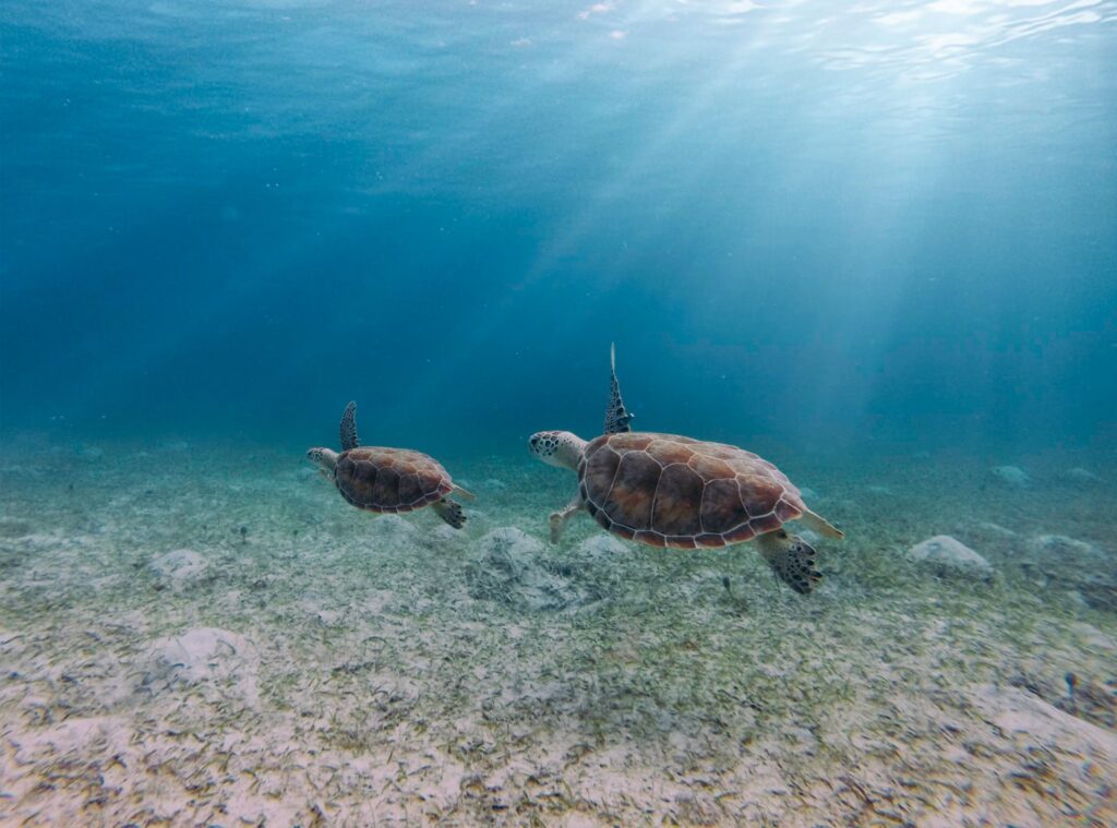 Where to Find the Best Snorkeling Tours in Puerto Rico