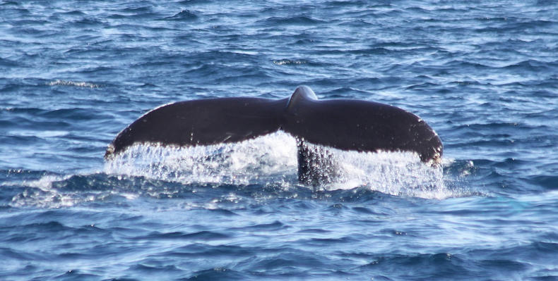 Whale Watching Puerto Rico